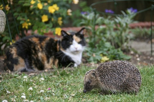 Ӣ����⬳Գ��ֶգ���ǿ�Ƽ��������ȷ���